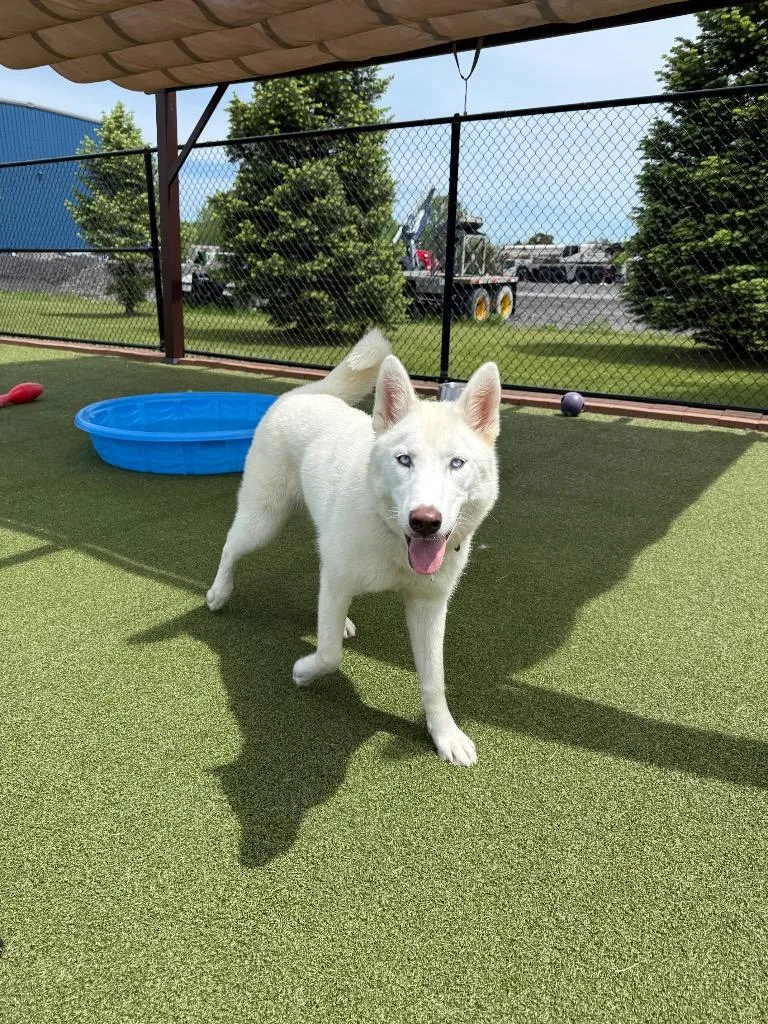 A baby large-sized female Husky dog named Sugar for adoption in North Syracuse, NY
