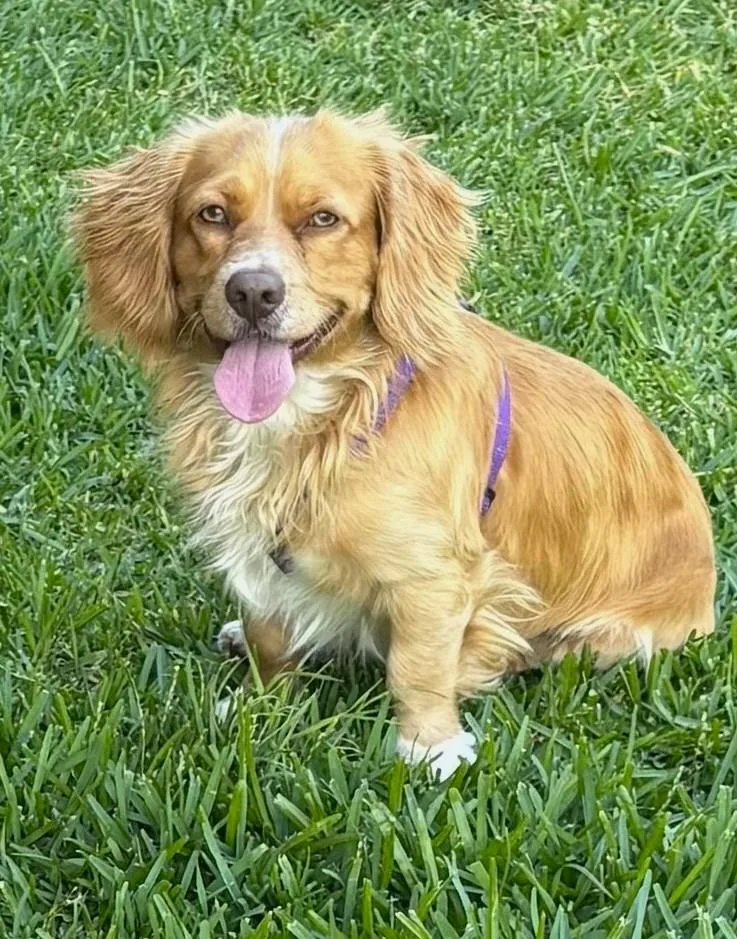 Archie
