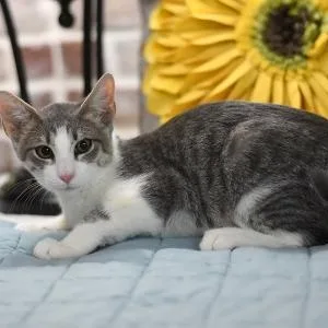 A young medium-sized male White Domestic Short Hair cat named Arlo for adoption in Conroe, TX