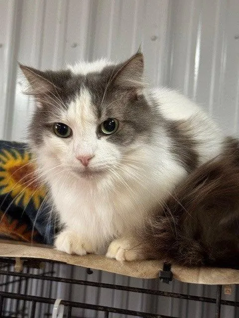 An adult medium-sized male Domestic Long Hair cat named Spiros for adoption in Apollo, PA
