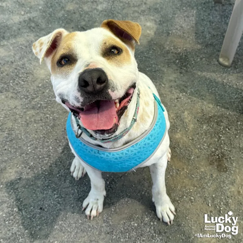 A young medium-sized female Hound dog named Lilith for adoption in Washington, DC