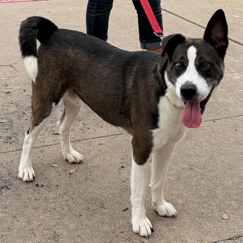 An adult medium-sized male Black Husky dog named Charlie Brown for adoption in Webster, TX
