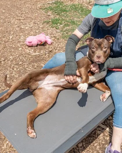 A young medium-sized female Mixed Breed dog named Amada for adoption in Chamblee, GA