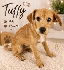 Tuffy thumbnail 3