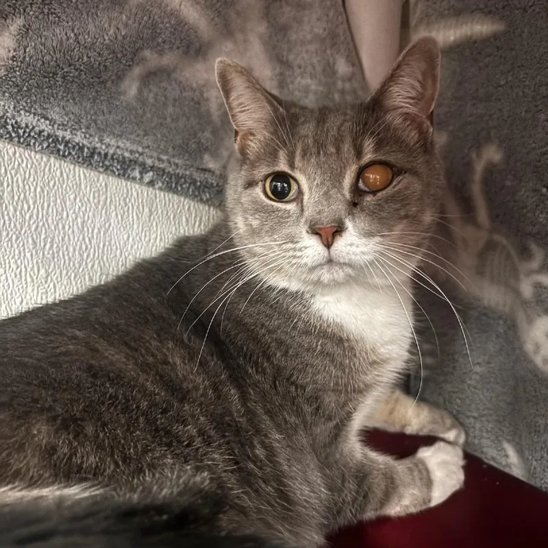 A senior large-sized male Gray / Blue / Silver Domestic Short Hair cat named Charlie for adoption in Belleville, IL