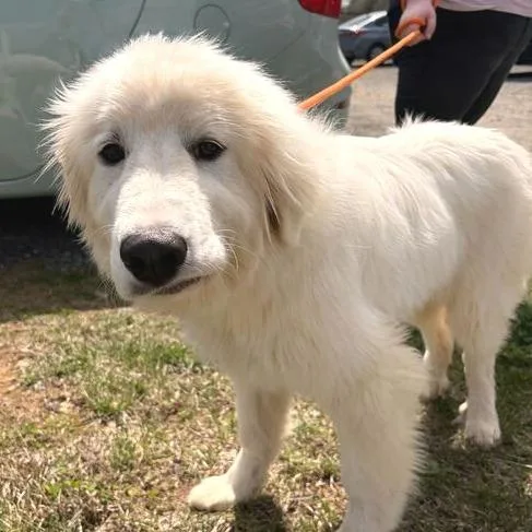 A baby medium-sized male White / Cream Great Pyrenees dog named Mario for adoption in Marshall, VA