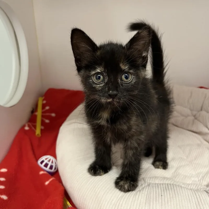 A baby small-sized female Tortoiseshell Domestic Short Hair cat named Princess Donut for adoption in Playa Vista, CA