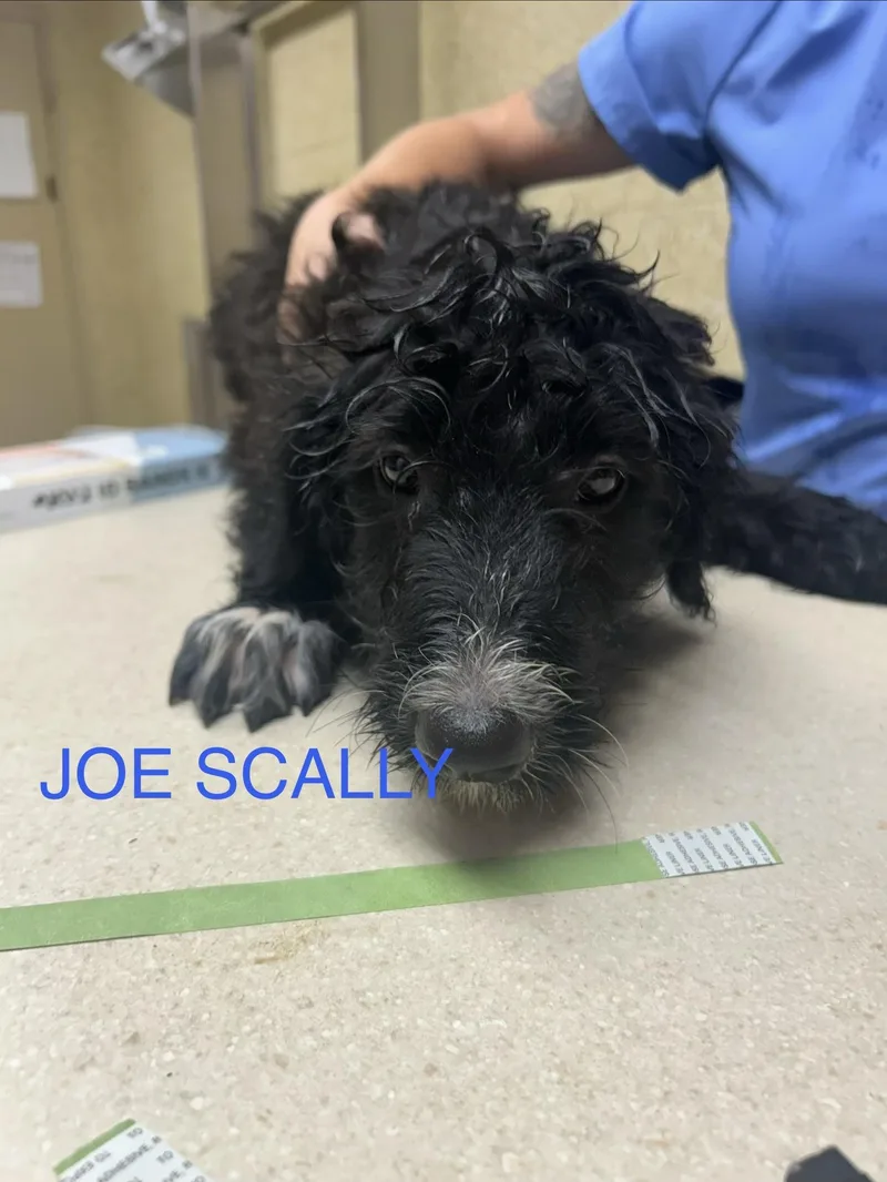 A baby small-sized male Black Poodle dog named Joe Scally for adoption in Broken Arrow, OK