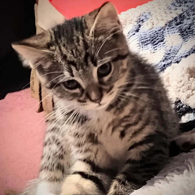 Alfonso