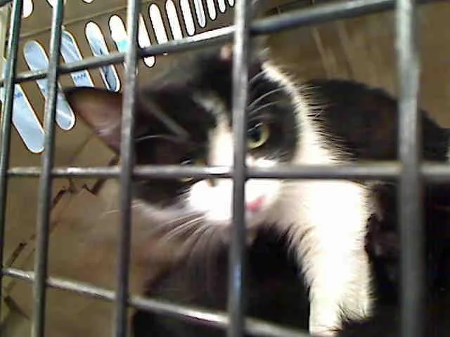 A senior large-sized female Domestic Short Hair cat named Mama Bear for adoption in Rancho Cucamonga, CA