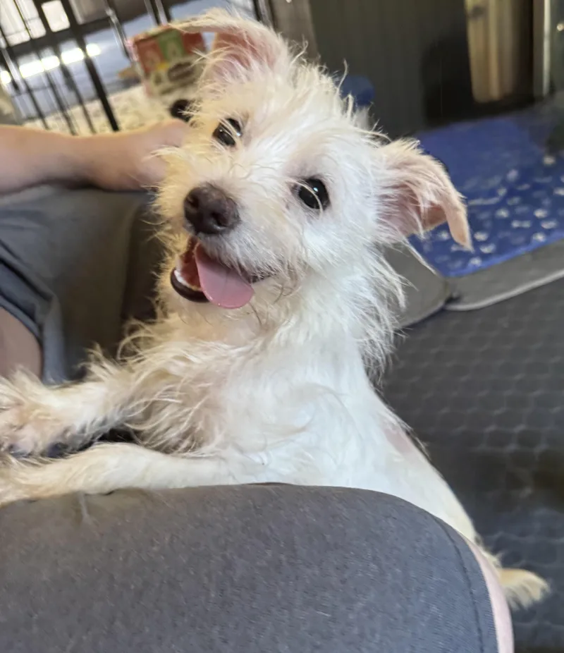 A young small-sized female Parson Russell Terrier dog named Lilly for adoption in Maiden, NC