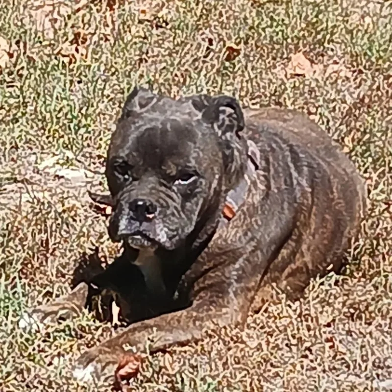 Poochie