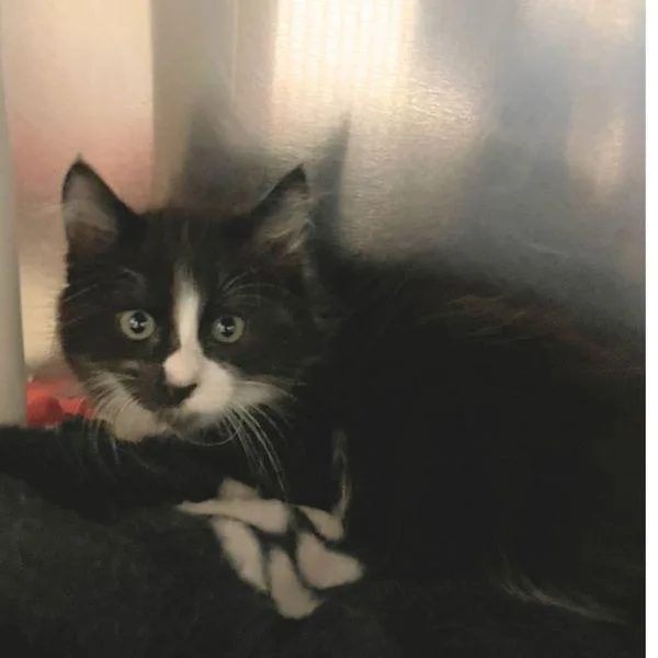 A baby small-sized female Domestic Medium Hair cat named Fountain for adoption in Walnut Creek, CA