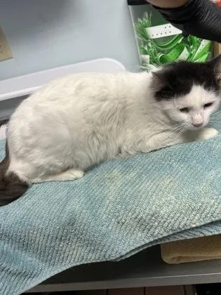 An adult small-sized male Domestic Medium Hair cat named Gandalf for adoption in Largo, FL