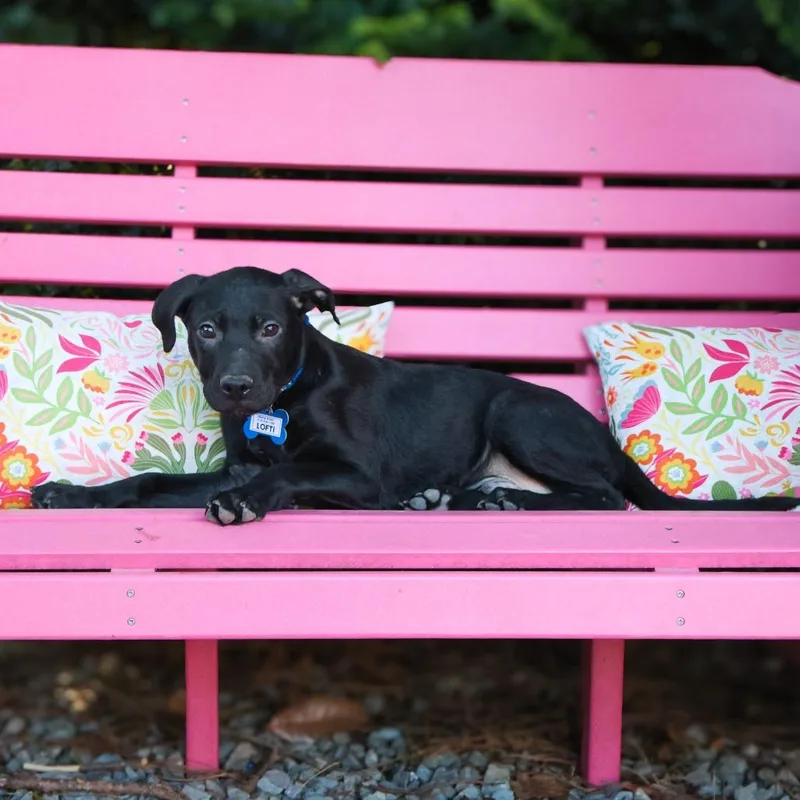 A baby small-sized male Black Labrador Retriever dog named Lofti for adoption in Wake Forest, NC