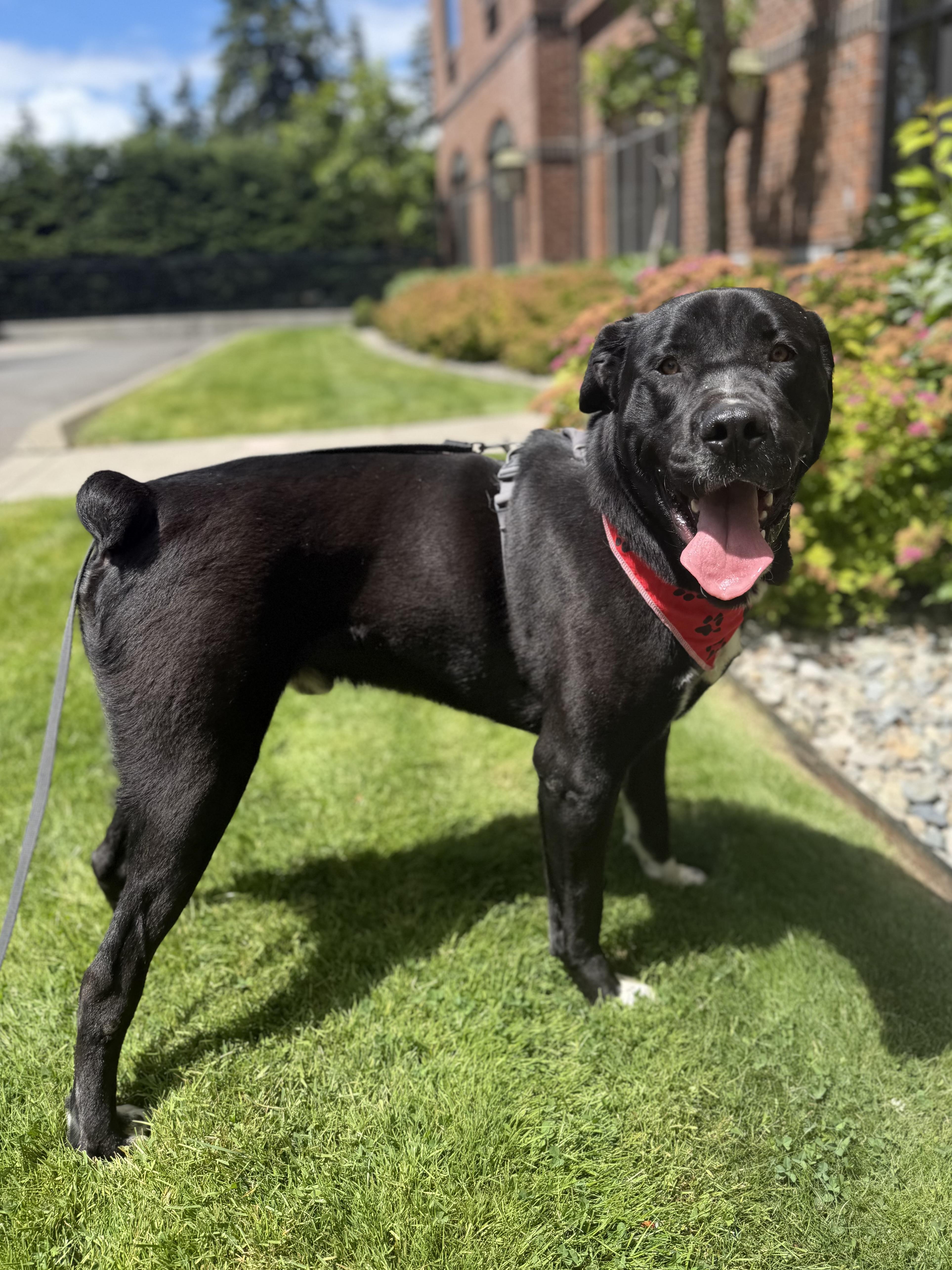 An adult large-sized male Black Cane Corso dog named Rock for adoption in lynnwood , WA