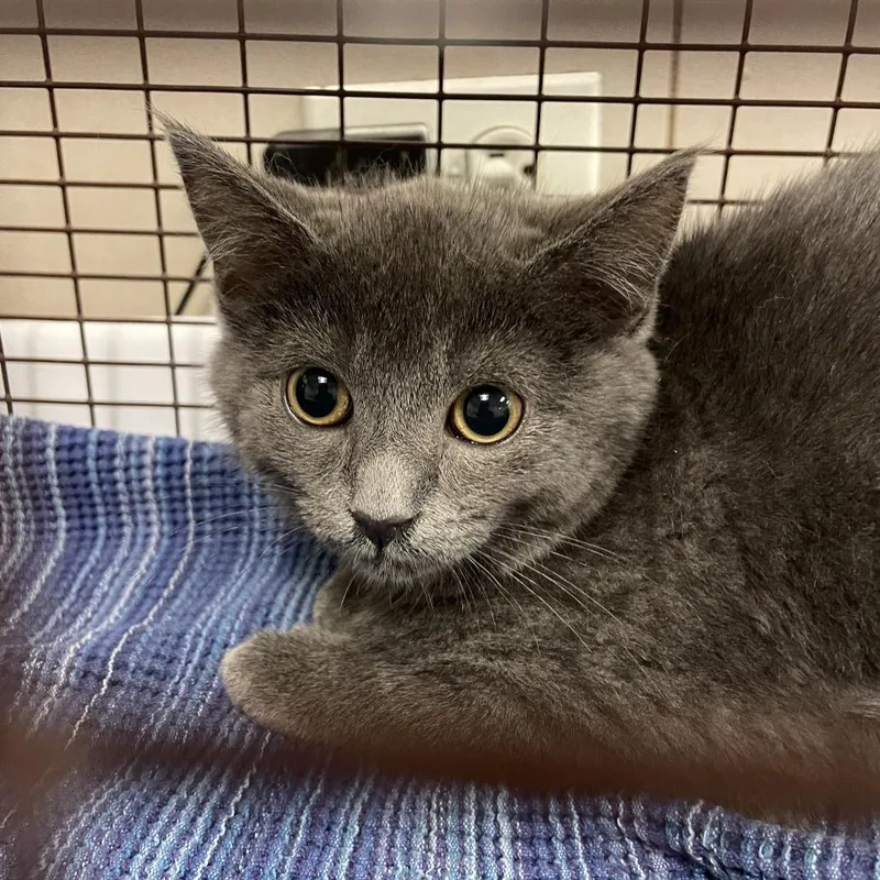 A baby small-sized female Gray / Blue / Silver Domestic Short Hair cat named Beast for adoption in Chicago, IL