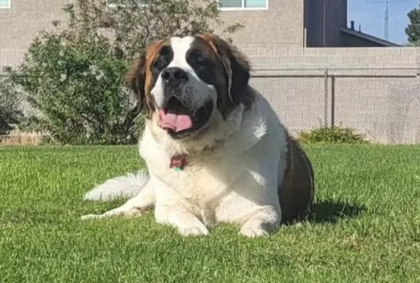 An adult extra large-sized female Tricolor (Brown, Black, & White) Saint Bernard dog named Fiona for adoption in Las Vegas, NV