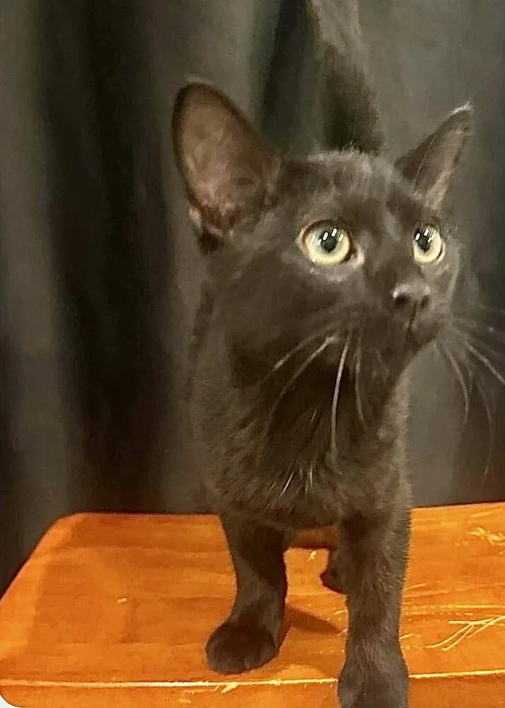 A baby medium-sized male Black Domestic Short Hair cat named Meatball for adoption in Little Rock, AR