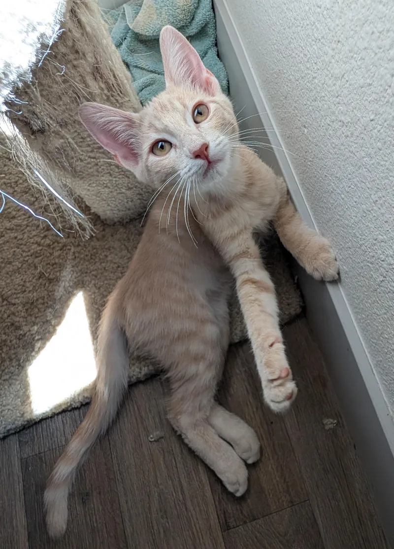 Leo — WeekOld Orange