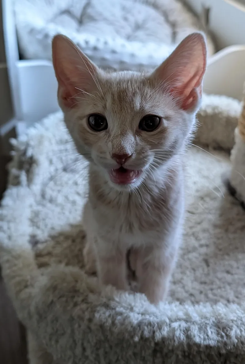 Leo — WeekOld Orange thumbnail 2
