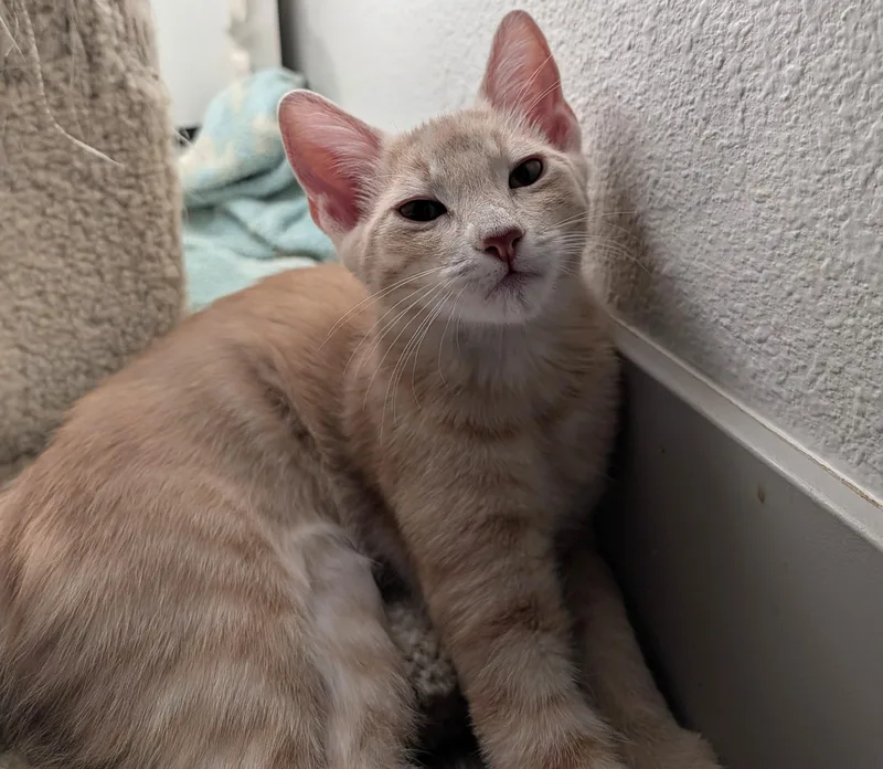 Leo — WeekOld Orange thumbnail 3