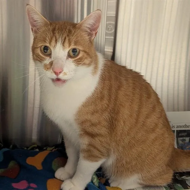 An adult small-sized male Domestic Short Hair cat named Bulldozer for adoption in Olivette, MO