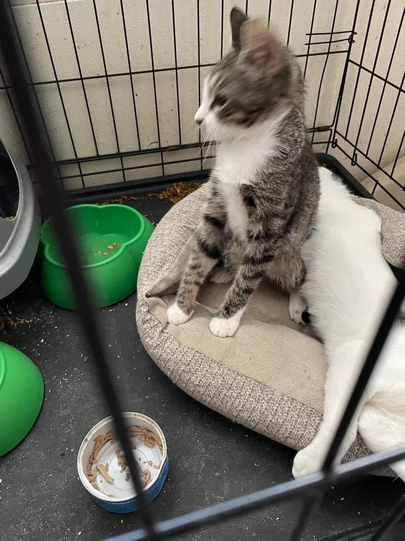 Sassy Aka Sassifrass