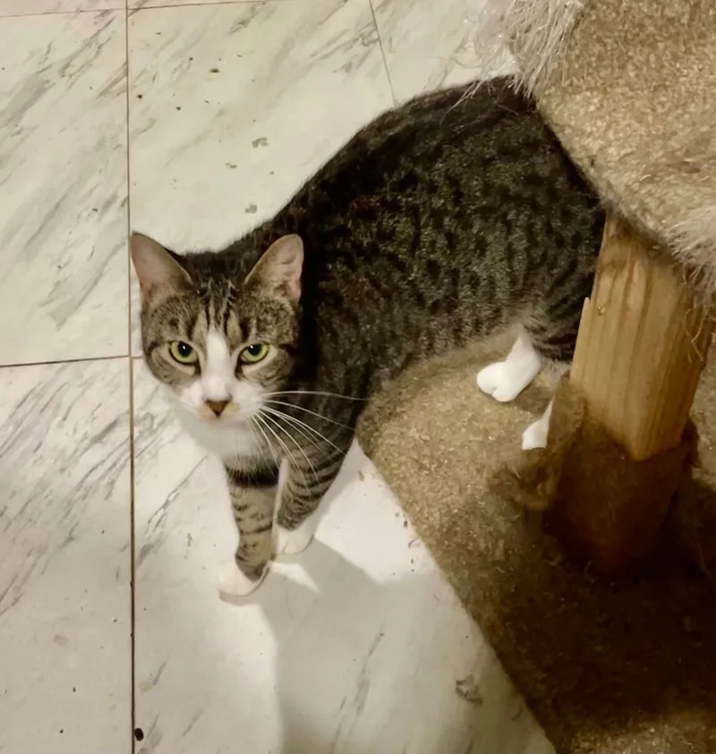 Sassy Aka Sassifrass thumbnail 2