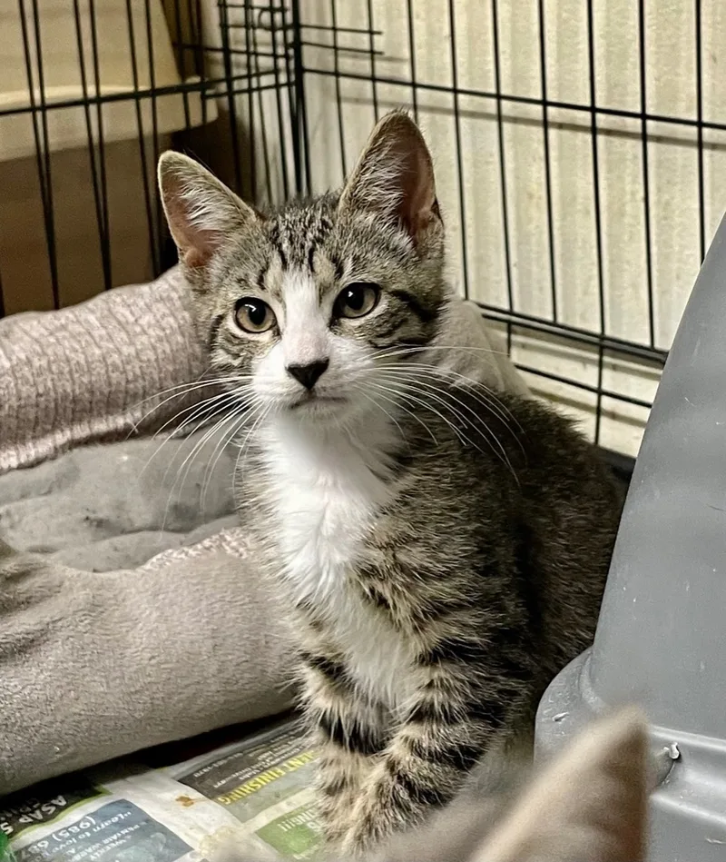 Sassy Aka Sassifrass thumbnail 3