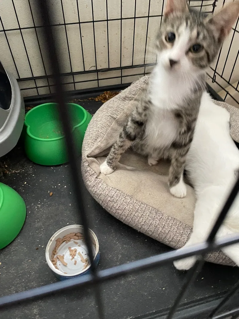 Sassy Aka Sassifrass thumbnail 4