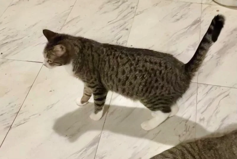 Sassy Aka Sassifrass thumbnail 5