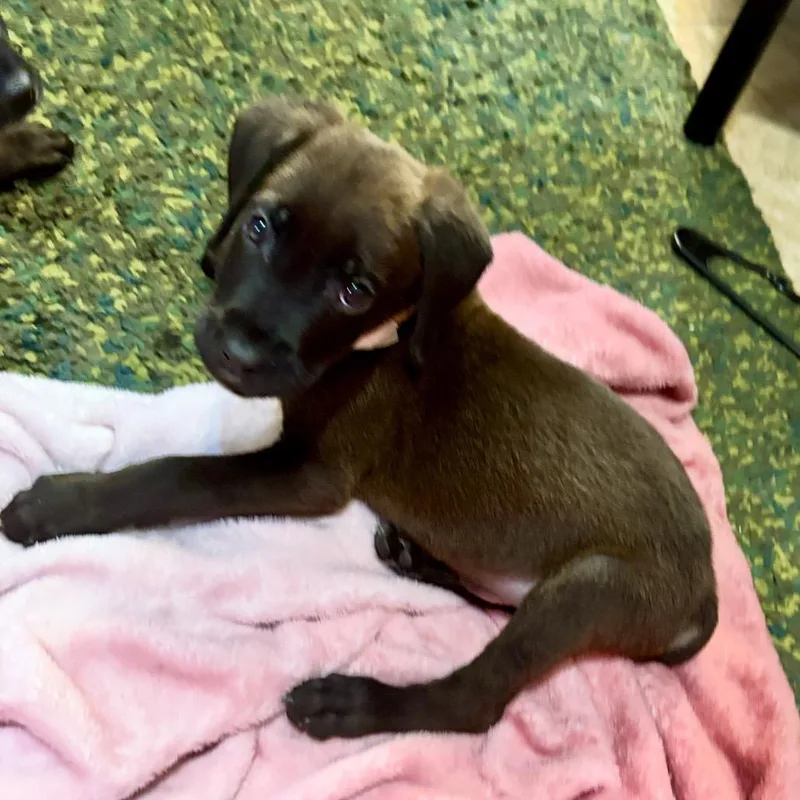 A baby small-sized male Cane Corso dog named Corso Retriever for adoption in Las Vegas, NV