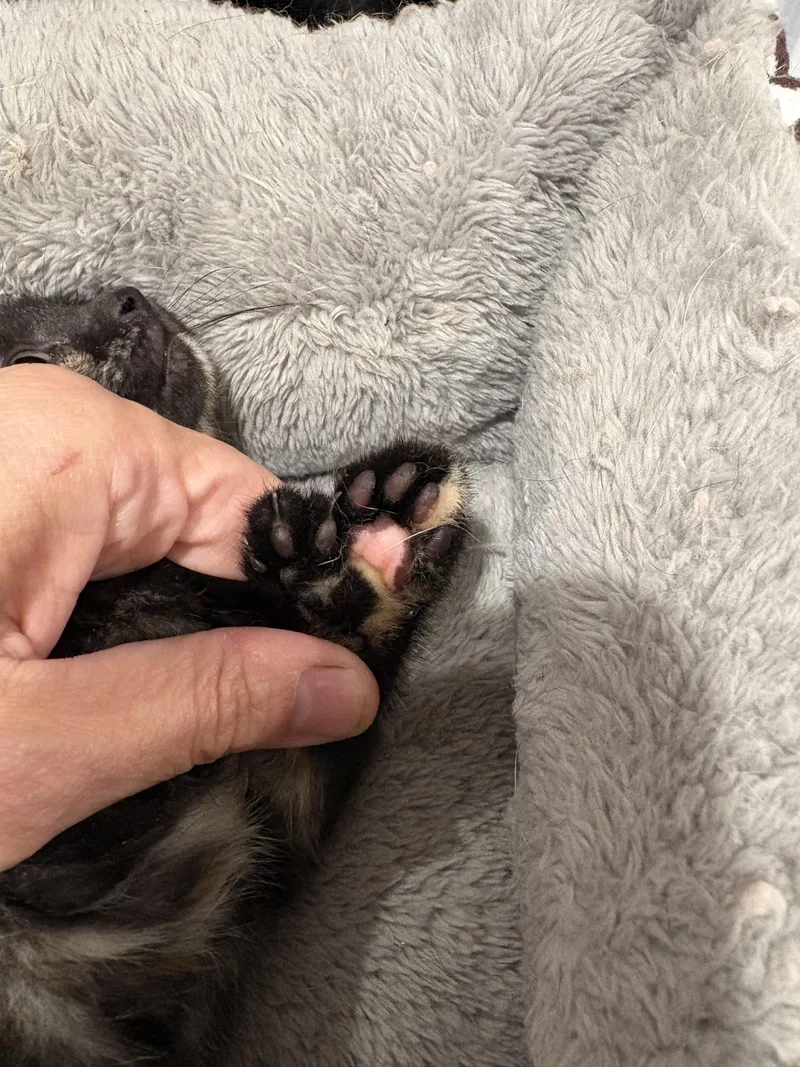 A baby medium-sized female Tortoiseshell Domestic Short Hair cat named Nicki for adoption in East Amherst, NY