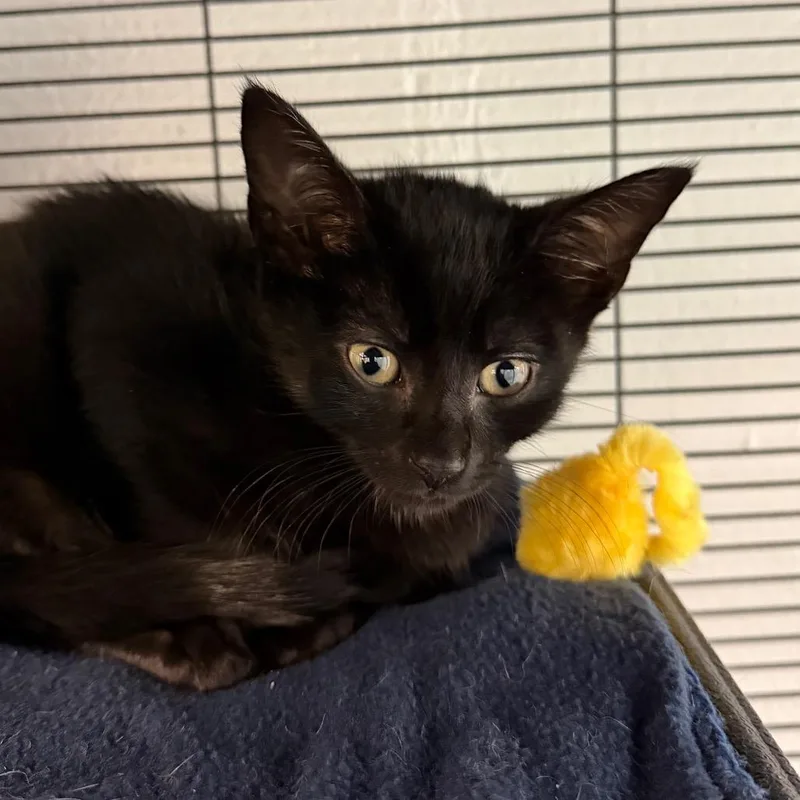 A baby small-sized male Black Domestic Short Hair cat named Cricket for adoption in Hampton Bays, NY