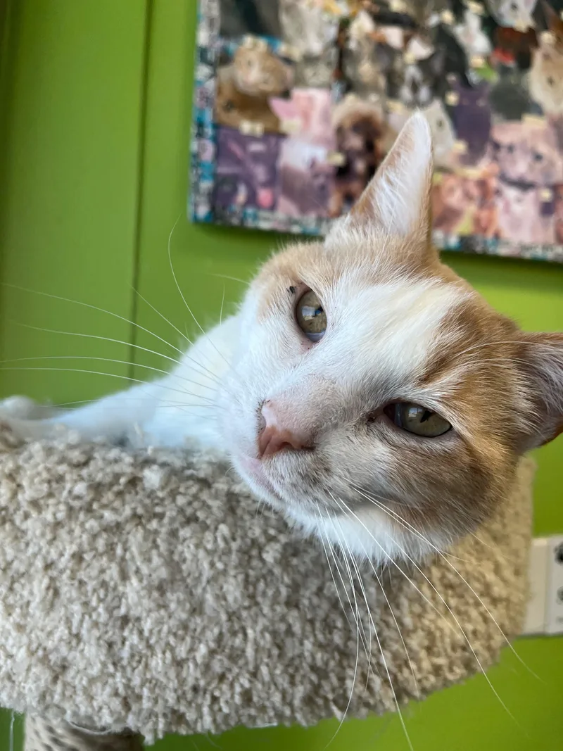 A senior medium-sized male Buff / Tan / Fawn Domestic Short Hair cat named Carducci for adoption in Richmond, KY