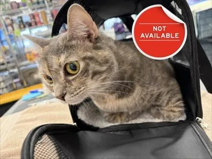 An adult medium-sized female Domestic Short Hair cat named Bopa for adoption in Lowell, MA