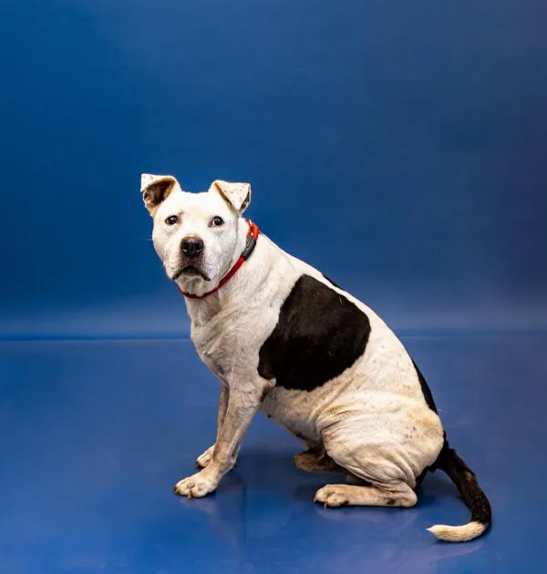 An adult large-sized male Pit Bull Terrier dog named Pen Teddy Hw for adoption in Lawrenceville, GA