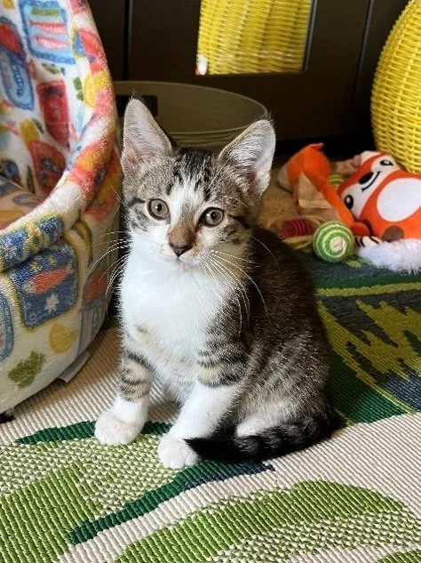 A baby small-sized male Domestic Medium Hair cat named Banana Pepper for adoption in Statesville, NC