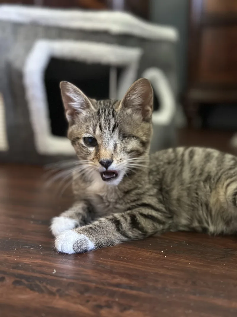 A baby large-sized male Tabby (Brown / Chocolate) Domestic Short Hair cat named Denver for adoption in Santa Ana, CA