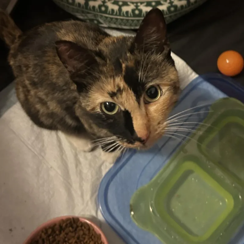 An adult small-sized female Calico Domestic Short Hair cat named Skye for adoption in Troy, IL
