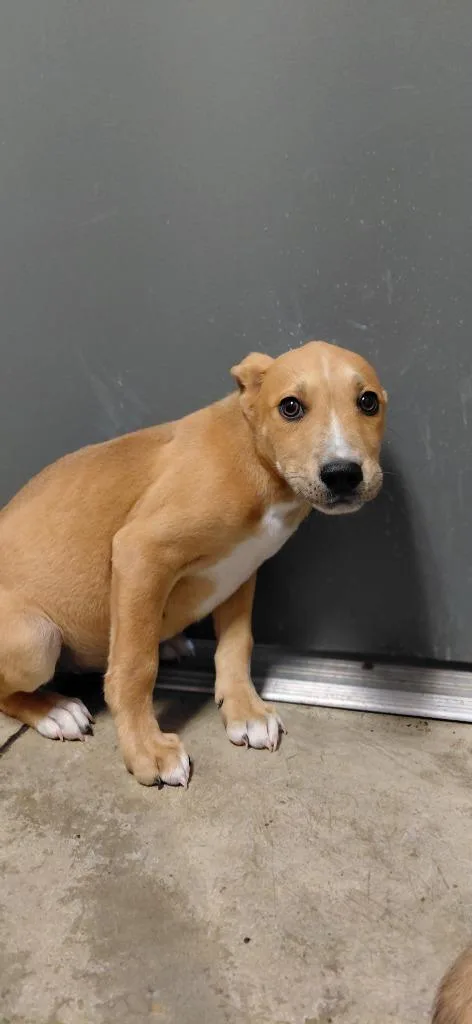 A baby small-sized male Mixed Breed dog named Noah for adoption in Henderson, NC