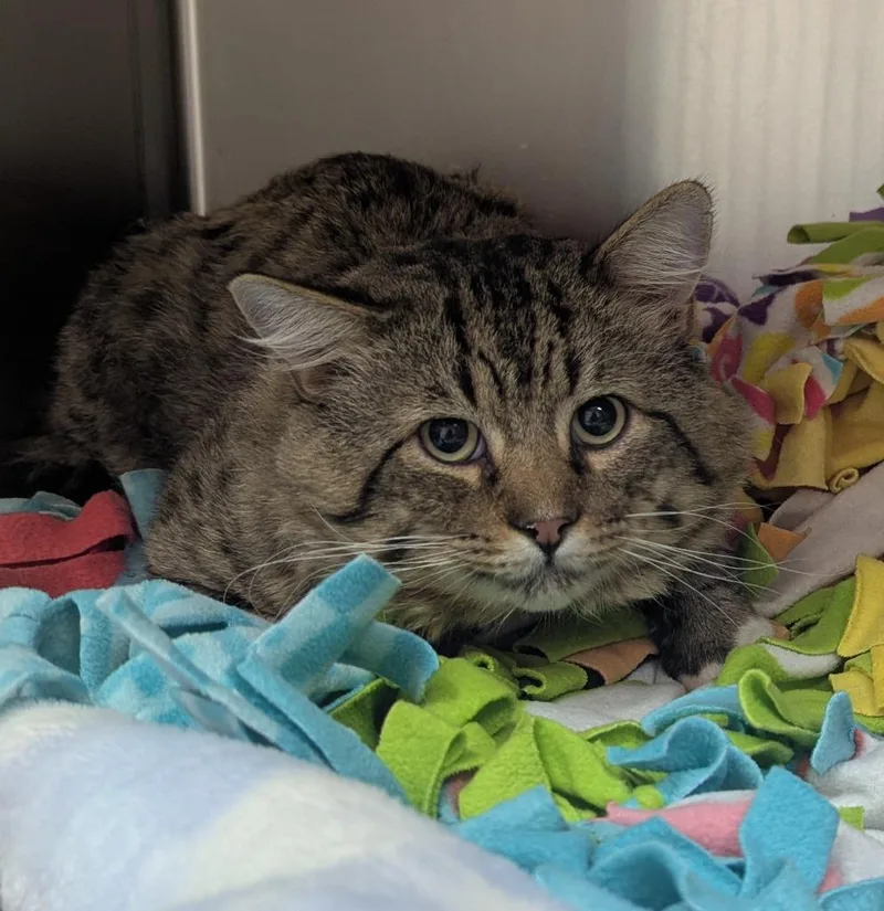 An adult medium-sized male Domestic Short Hair cat named Milo for adoption in Logan, UT