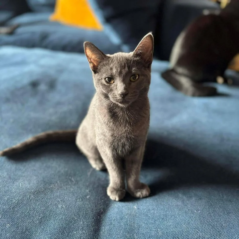 A young small-sized female Gray / Blue / Silver Domestic Short Hair cat named Baby Wasabi for adoption in Plainfield, IL