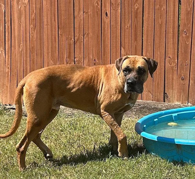 Dakota