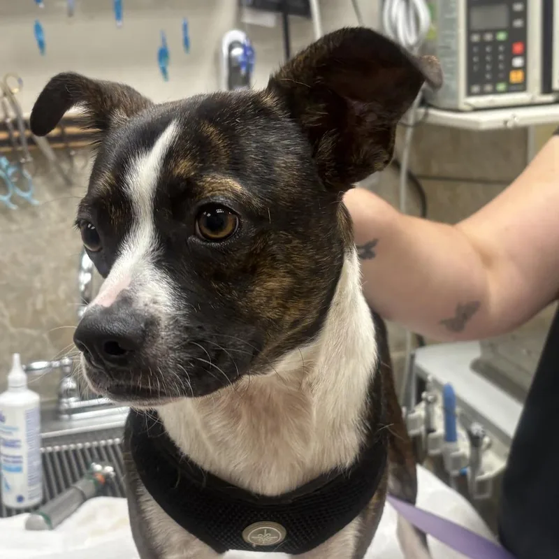 A young small-sized male Brindle Mixed Breed dog named Rudy for adoption in Decatur, AL