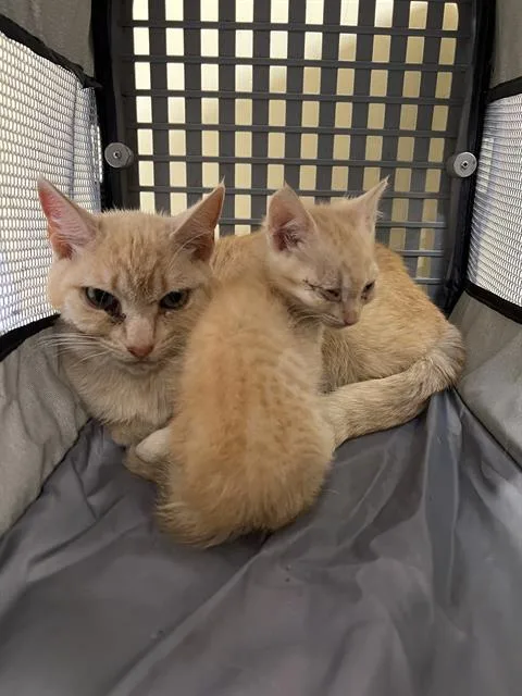 A young medium-sized female Domestic Short Hair cat named Kim for adoption in Tustin, CA
