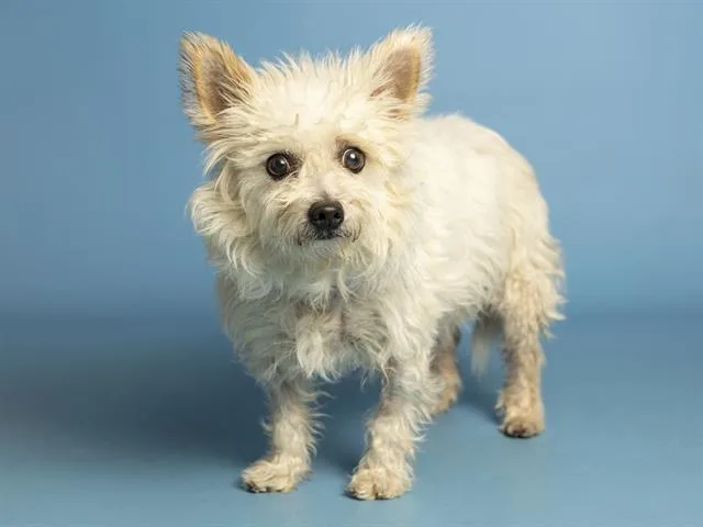 An adult small-sized male Cairn Terrier dog named Willy for adoption in Phoenix, AZ