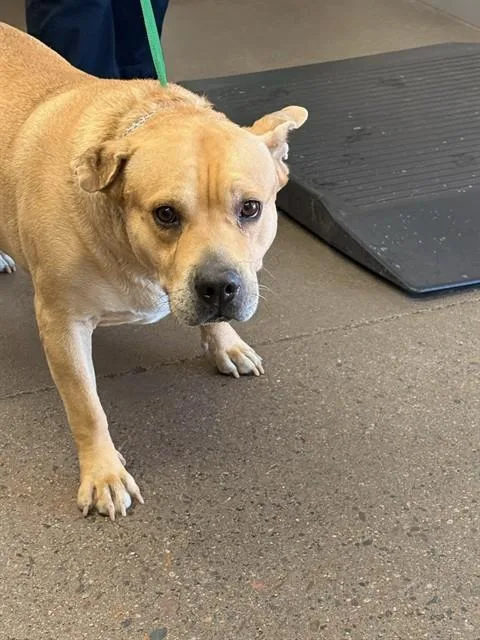 An adult large-sized male Pit Bull Terrier dog named Ducky for adoption in Phoenix, AZ
