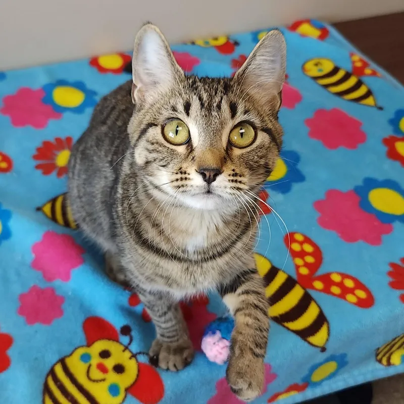 A young medium-sized female Tabby (Brown / Chocolate) Tabby cat named Fennico for adoption in Marshfield, WI